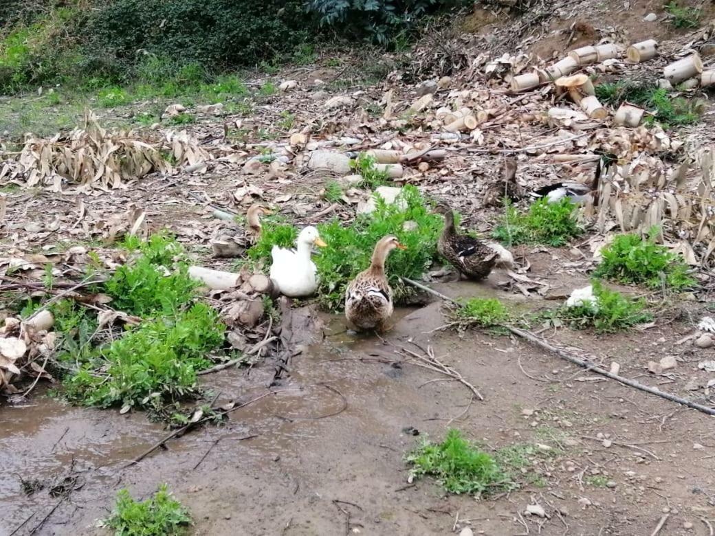 El Fogon De Rio Claro Otel Dış mekan fotoğraf